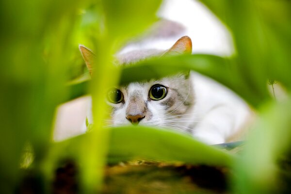 Chat qui chasse dans l herbe