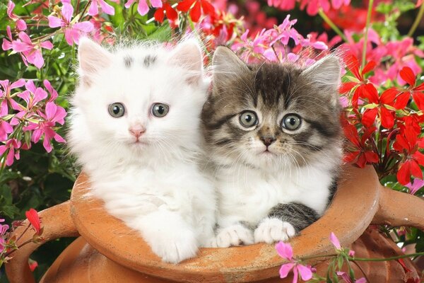 Deux mignons chatons moelleux parmi les fleurs