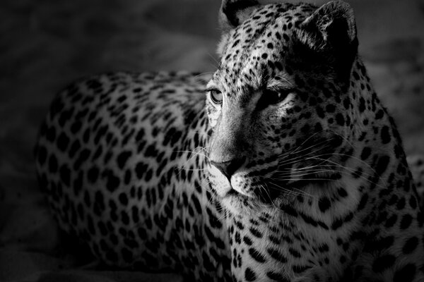 Cheetah black and white cat