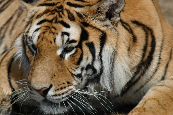 Sguardo arrabbiato e pericoloso del predatore