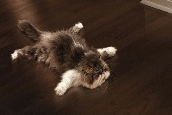 Кошка расслабилась на полу