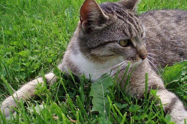 Gato rayado en verano en la hierba verde