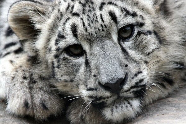 Spotted snow leopard lies