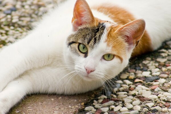 Sguardo affascinante del gatto di colore marrone rossiccio bianco con gli occhi verdi