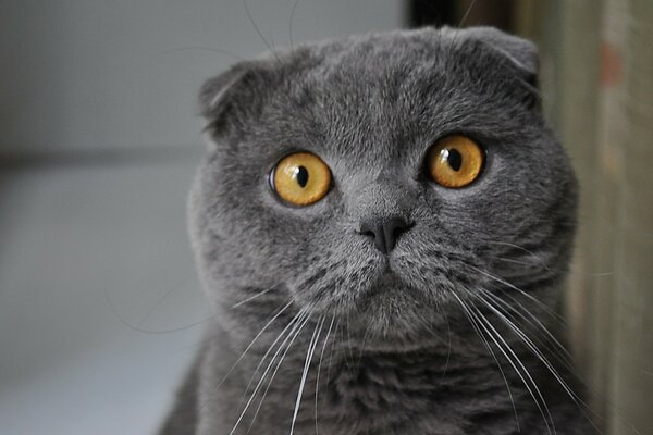 Cute lop-eared cat look