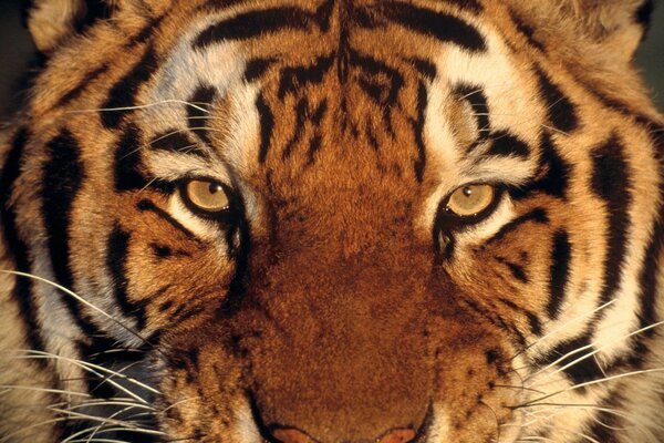 Макро снимок морды тигра