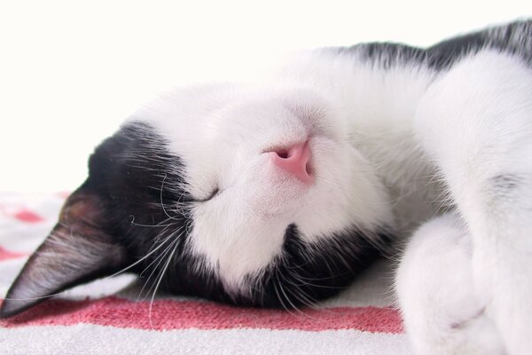 A black and white cat sleeps on a white and red rug