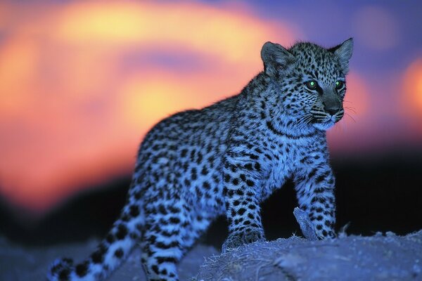 Pequeño Leopardo en la puesta del sol