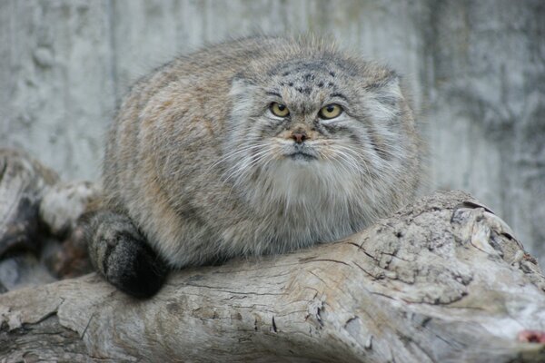 Manul bittet um Streicheln