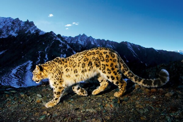 Un leopardo de las Nieves camina en las montañas