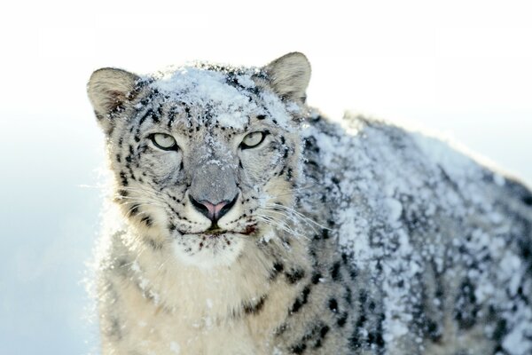 Leopardo delle nevi sullo sfondo della neve