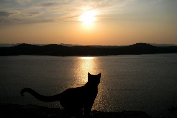 Silhouette of a cat on the background of a sea sunset