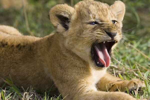 The little lion cub yawns very sweetly