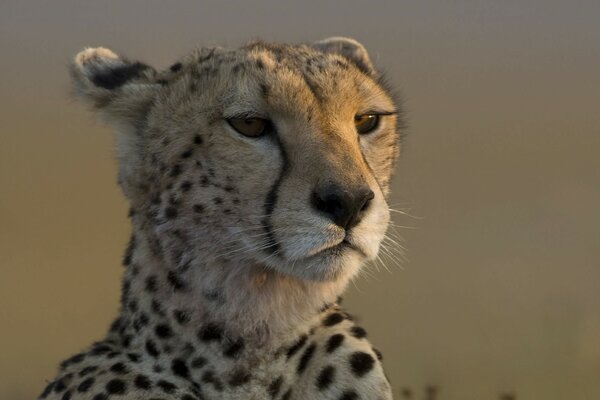 The leopard crouched waiting for the rain