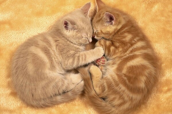 Cute kittens are sleeping on the bedspread