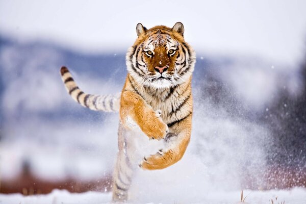 Tiger jumps over snow in winter