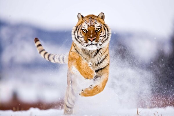 Тигр перепрыгивает снег зимой