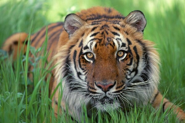 Gestreifter Tiger ist ein gefährliches Raubtier