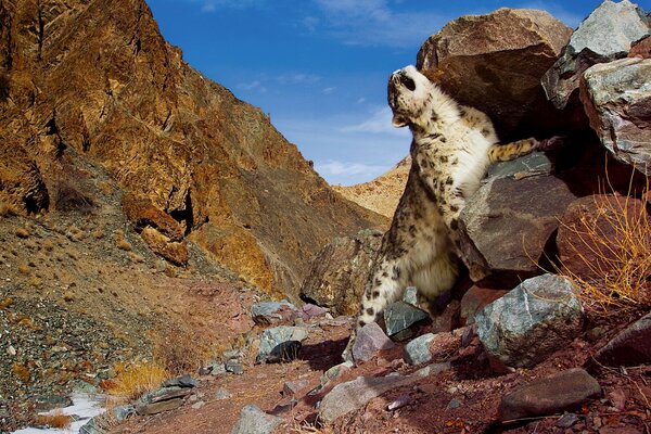 Snow leopard rubs against a stone