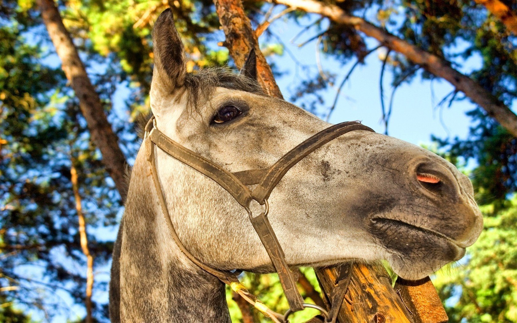 semental caballo árboles cabeza atención ungulados ojos hocico naturaleza foto gris