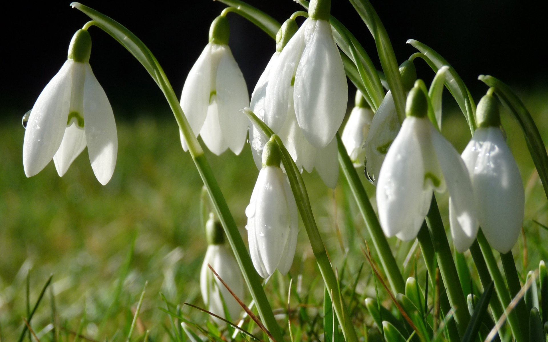 derrière le vert fleurs cloches le printemps est venu nature fleurs rayons du soleil gouttes rosée herbe terre gros plan perce-neige