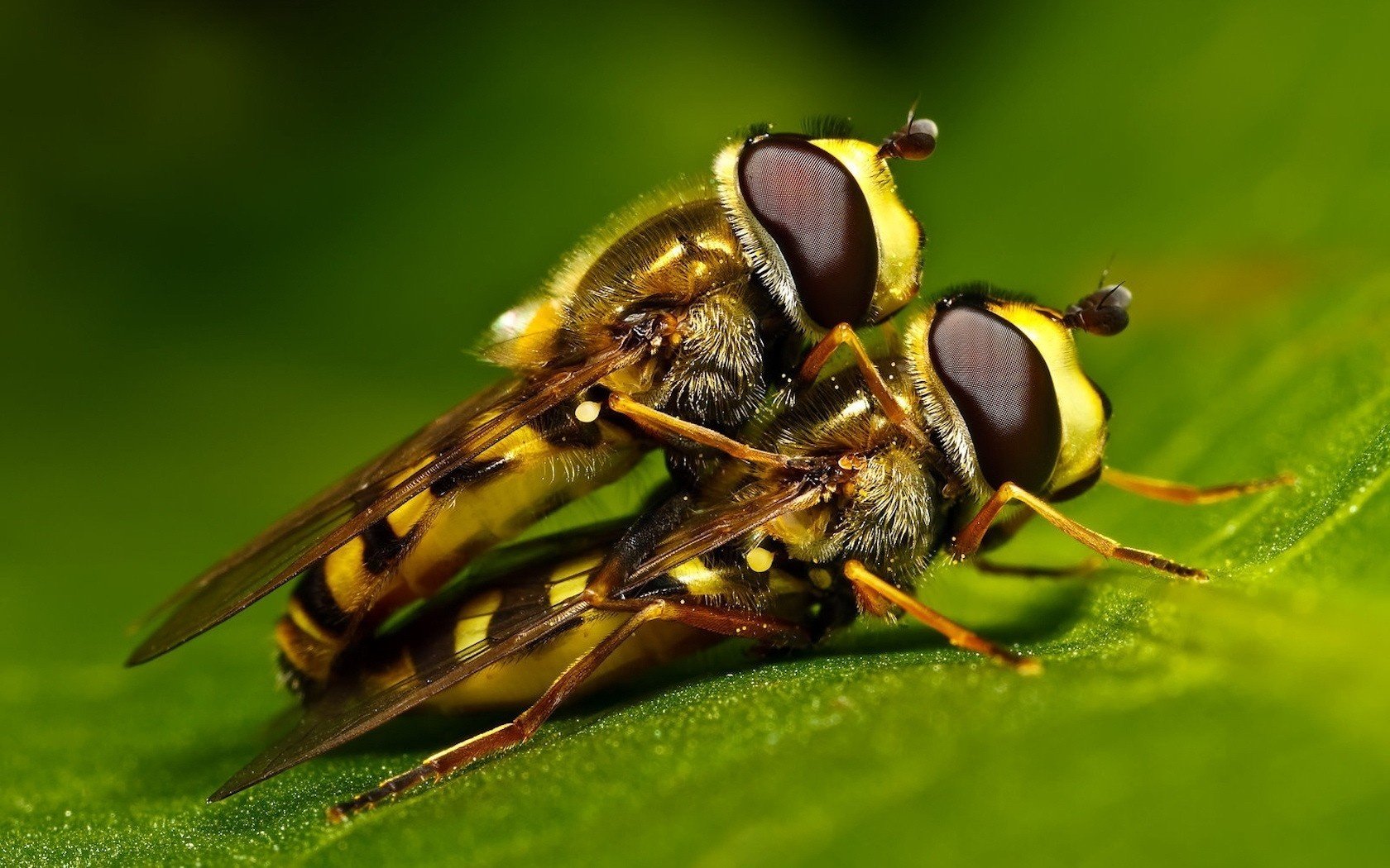 su una foglia verde macro api bello amore insetti occhi