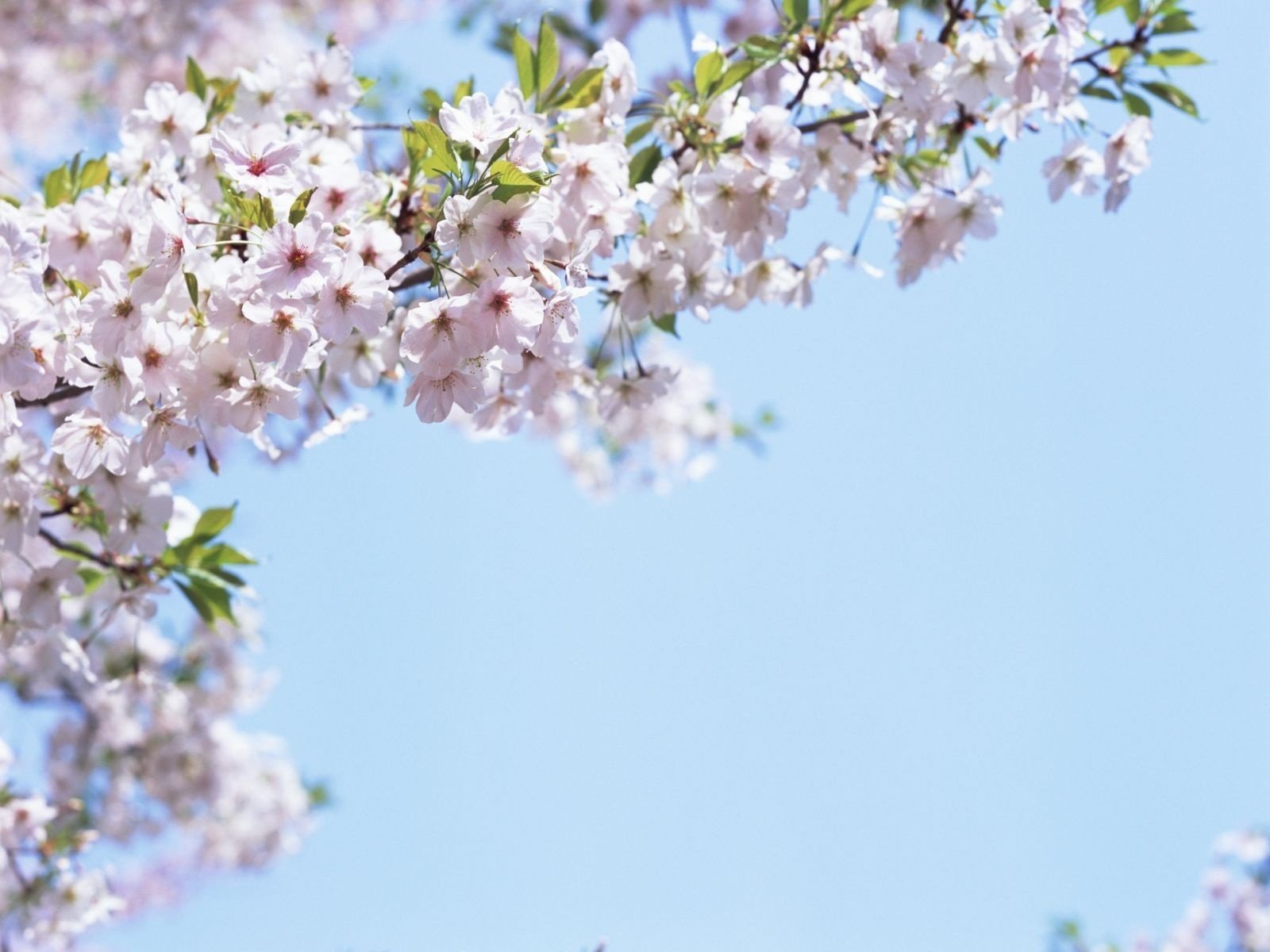 branch in bloom spring smells flowers blur focus blue sky the sky spring