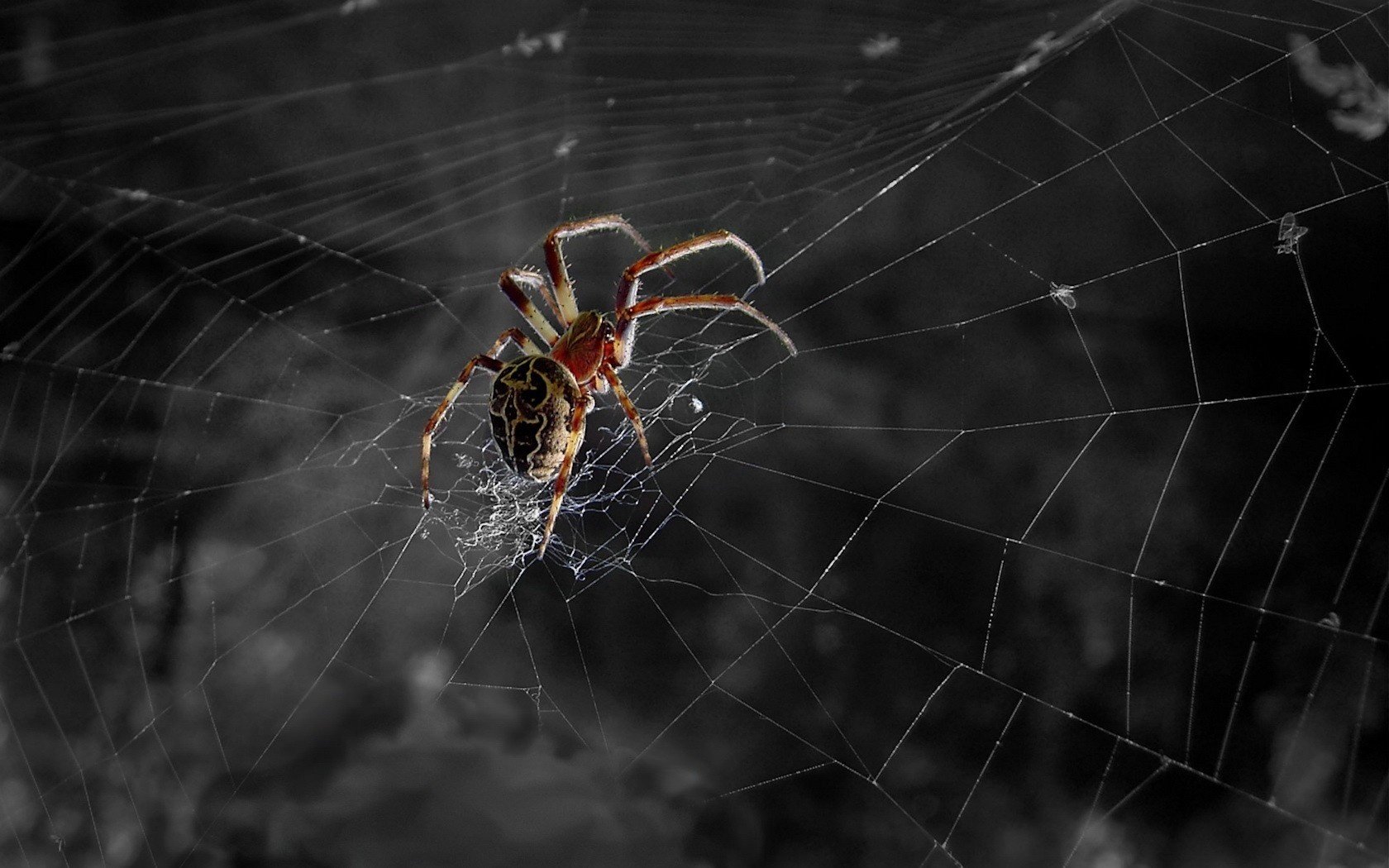 große spinne schönes foto spinnennetz insekt spinnen höhe makro