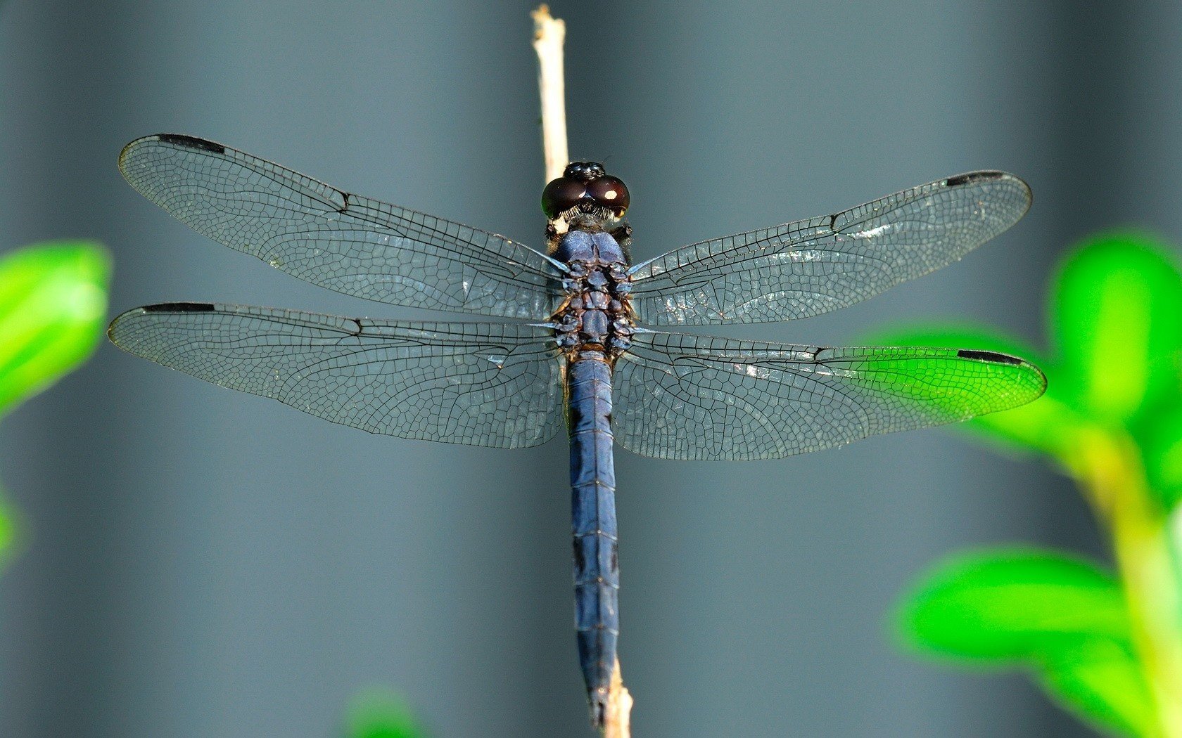 libélula alas macro enfoque insectos animales