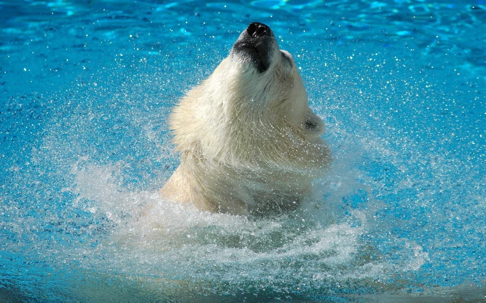 cabeza oso polar en el agua salpicaduras de agua depredadores osos pie zambullido baño salpicaduras turquesa agua salpicaduras