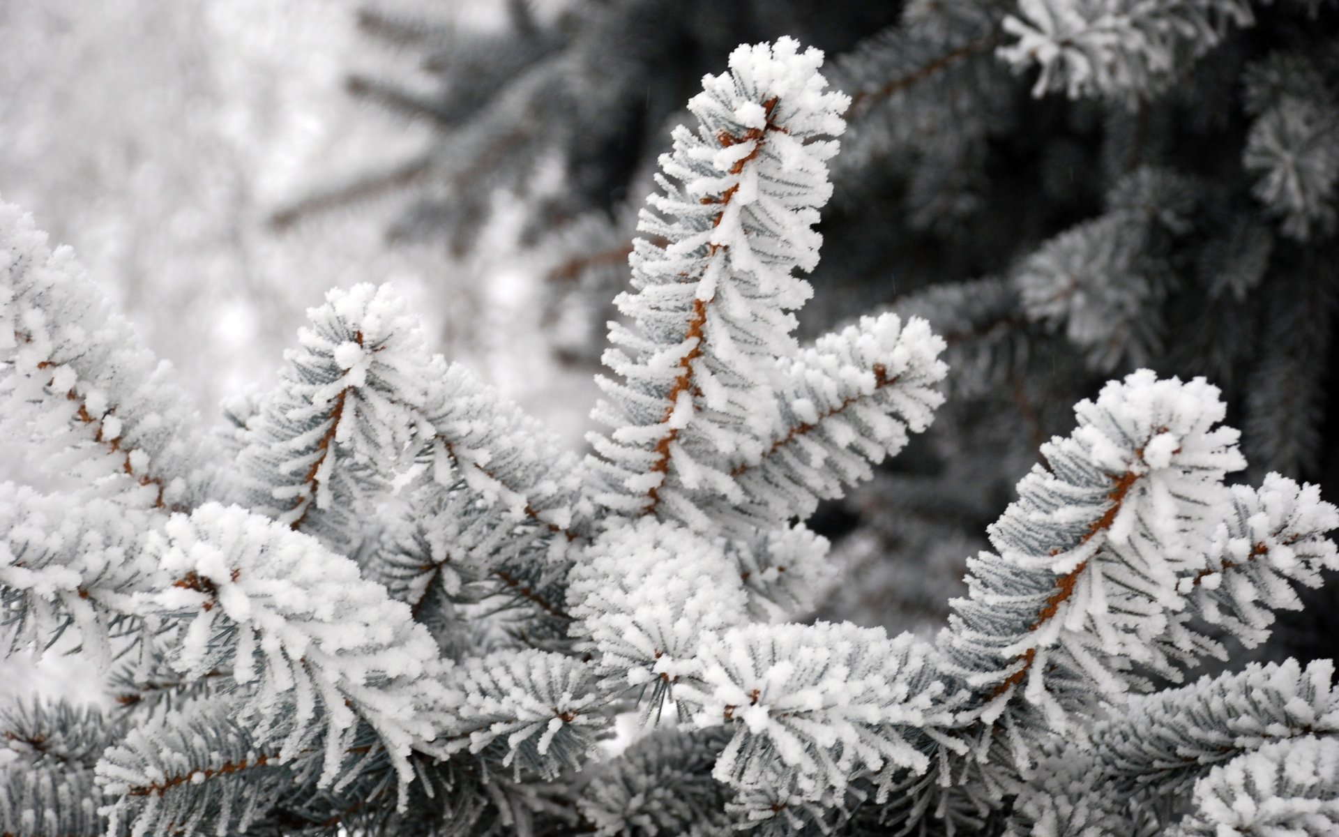 en las ramas árbol de navidad en la nieve escarcha bosque nieve invierno