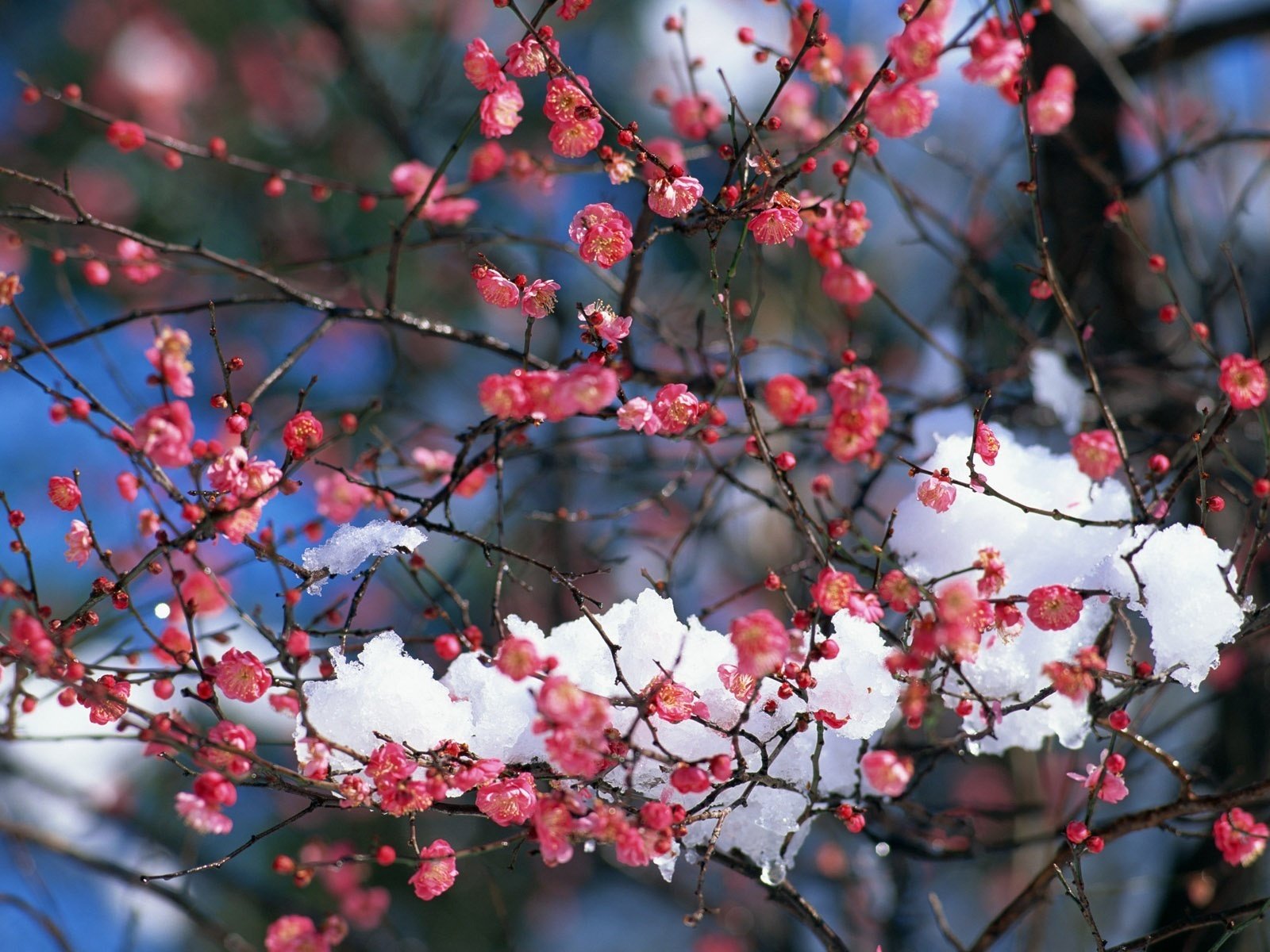 nieve en las ramas color escarlata casi primavera flores nieve