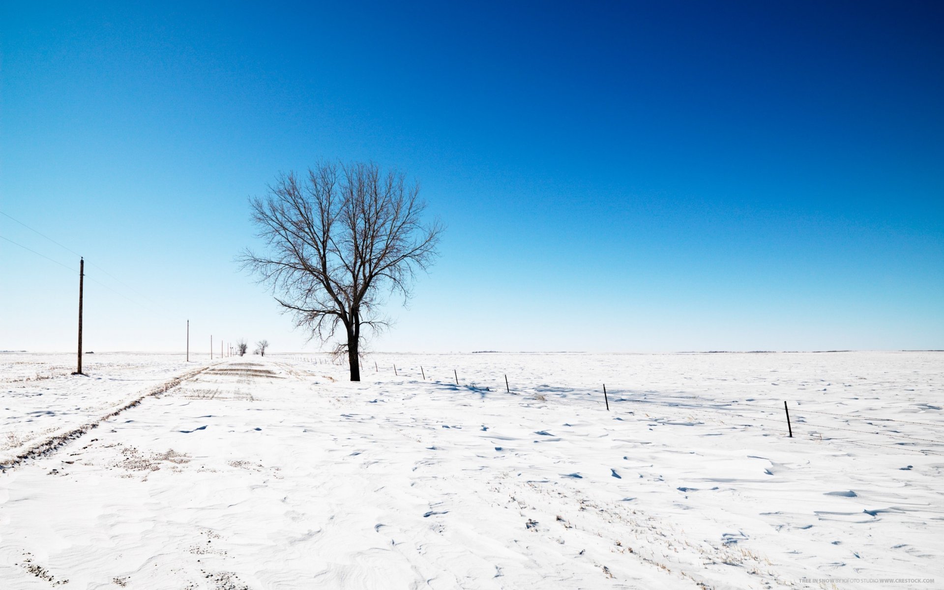 campo nella neve albero solitario inverno strada neve bordo strada pilastri cielo