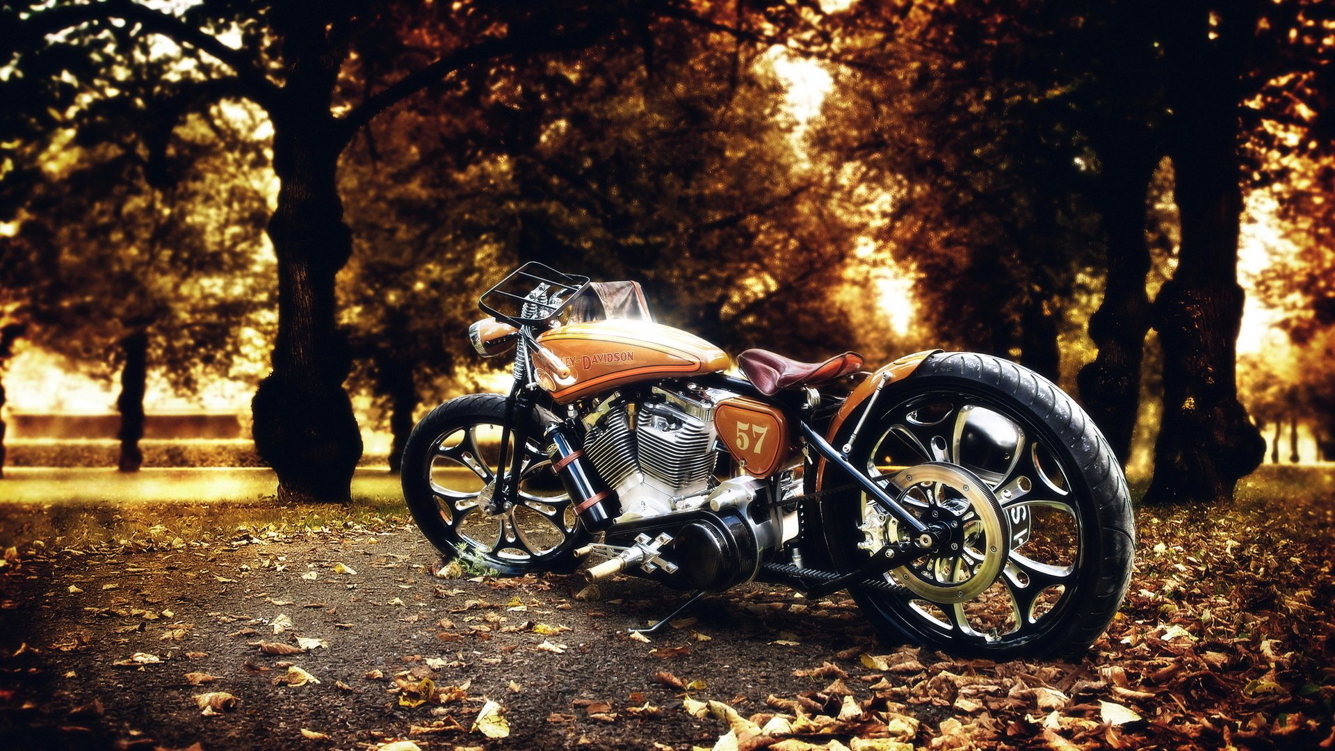 harley davidson vélo nature automne photo parc feuilles arbres