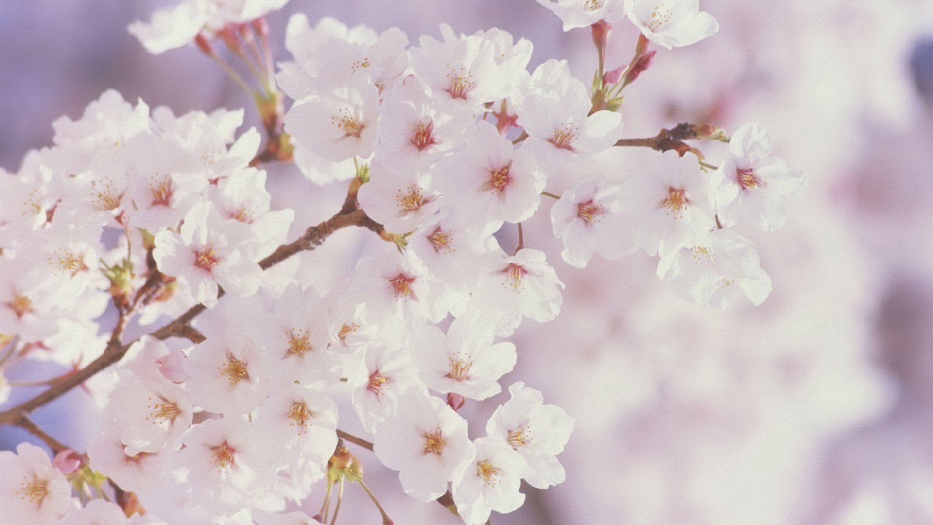 gioco di colori giardino fiorito lavoro per api fiori macro