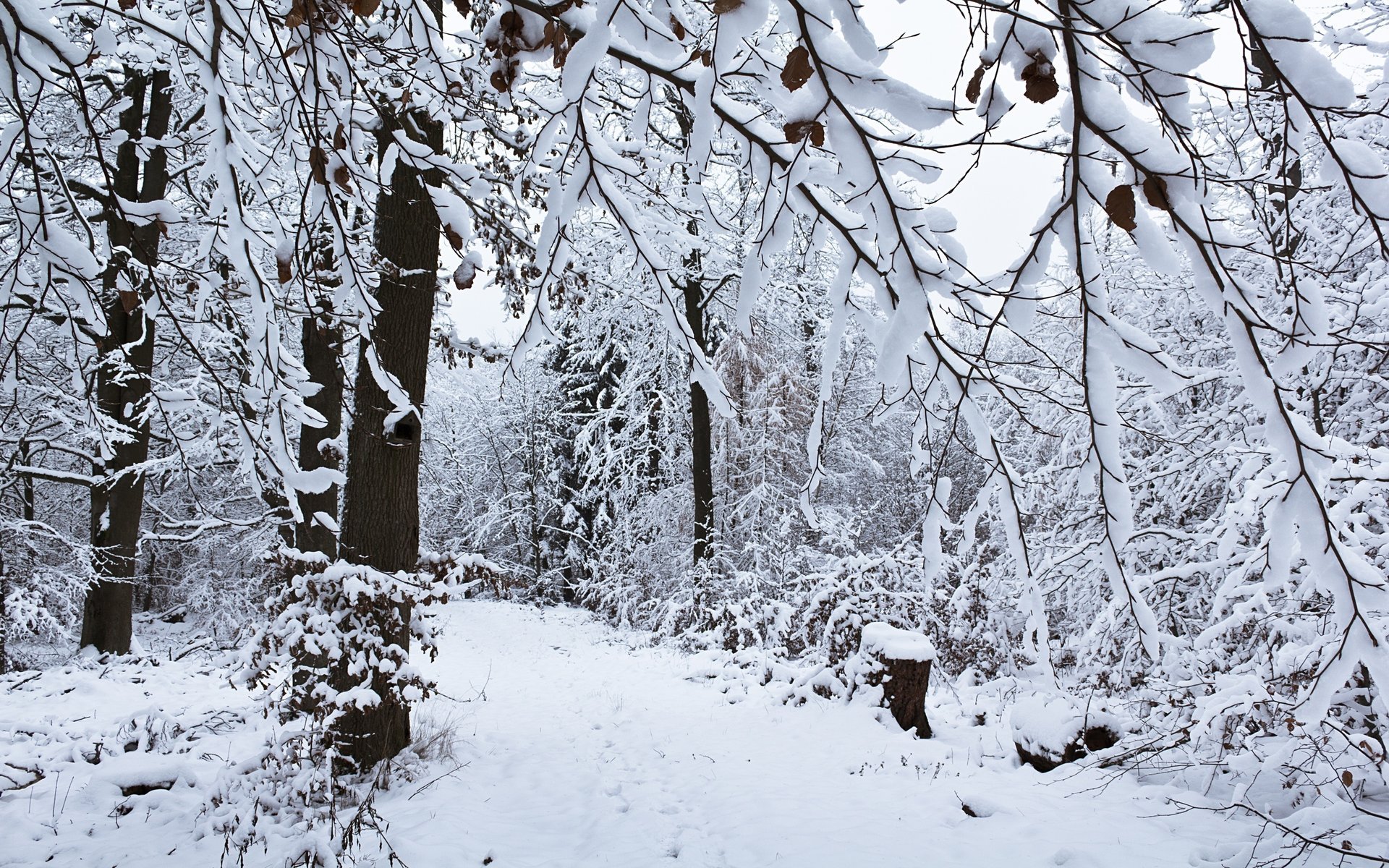 now-covered branches winter forest the snow forest snow winter