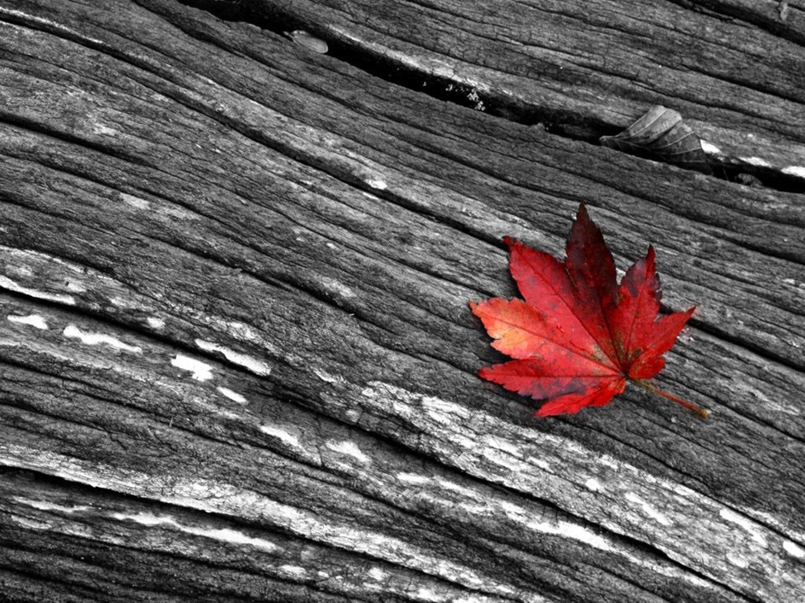 feuille rouge arbre