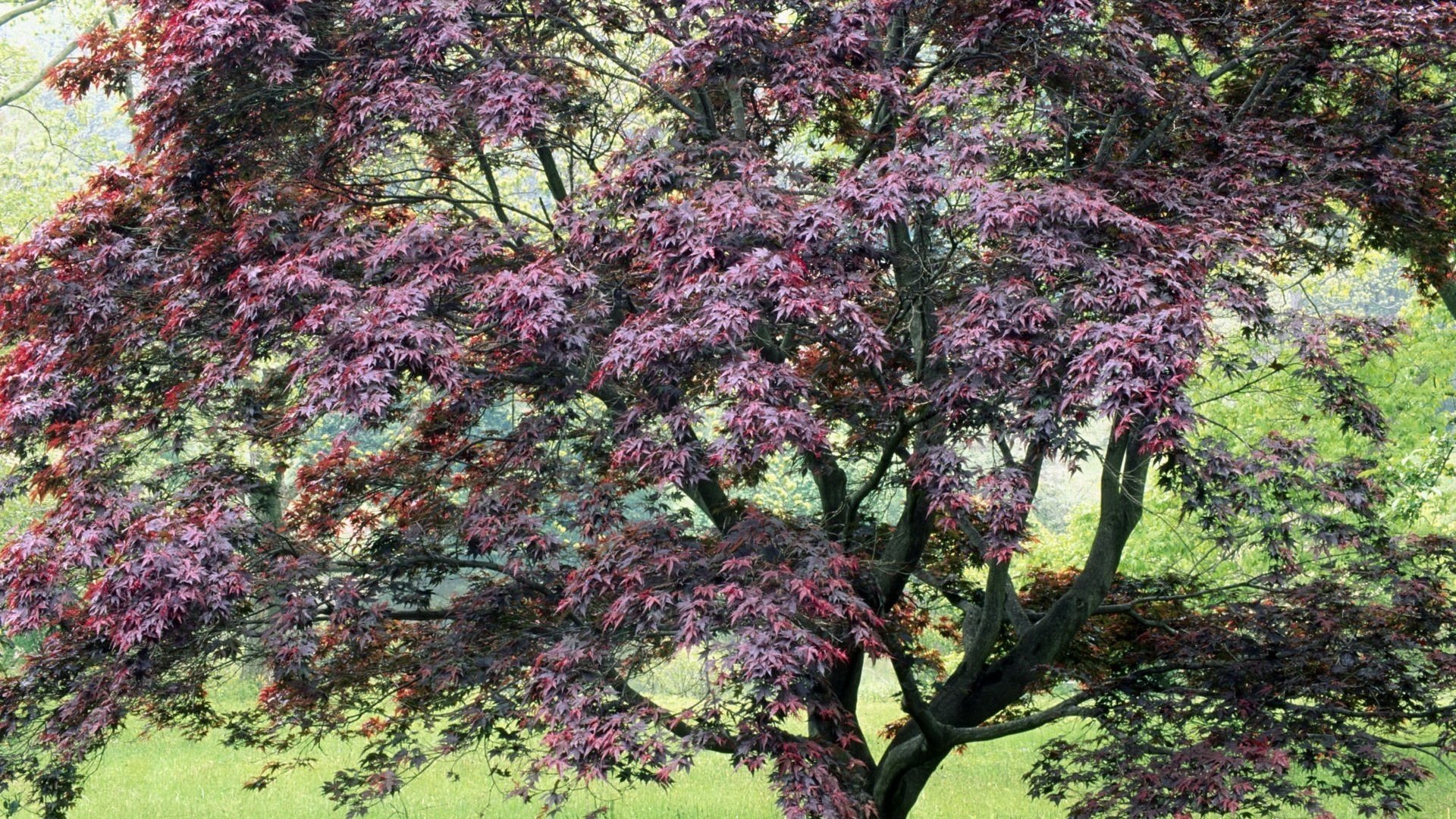 the leaves are an interesting color spring forest tree