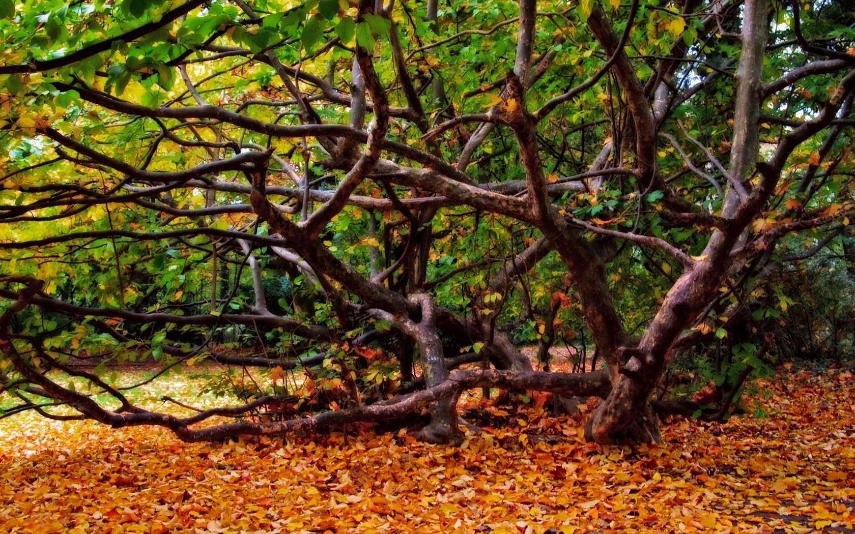 albero riccio foresta in autunno fogliame caduto foresta caduta delle foglie tempo d oro estate indiana foglie gialle colori autunnali