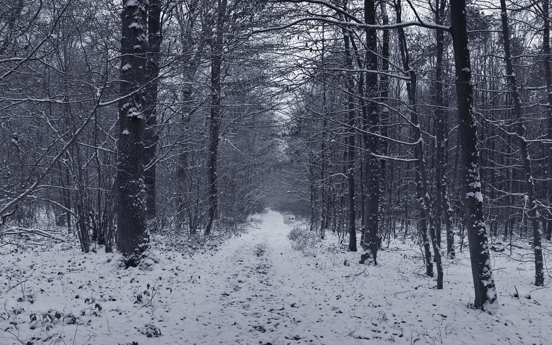 strada forestale inverno alberi foresta neve inverno