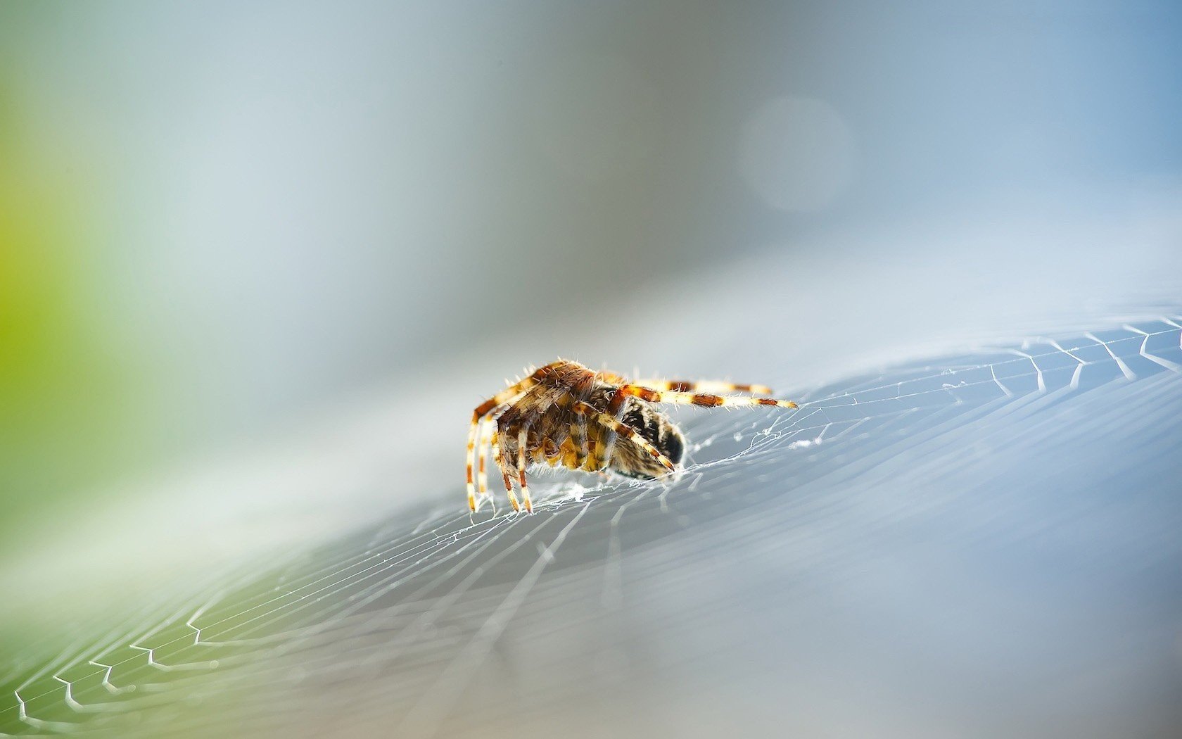 makro pająk pajęczyna w centrum uwagi makro owady zwierzęta