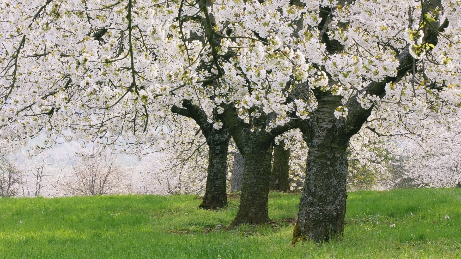 giardino in fiore giovane erba verde prato fiori risveglio alberi natura fioritura mattina prato erba fiori tronchi