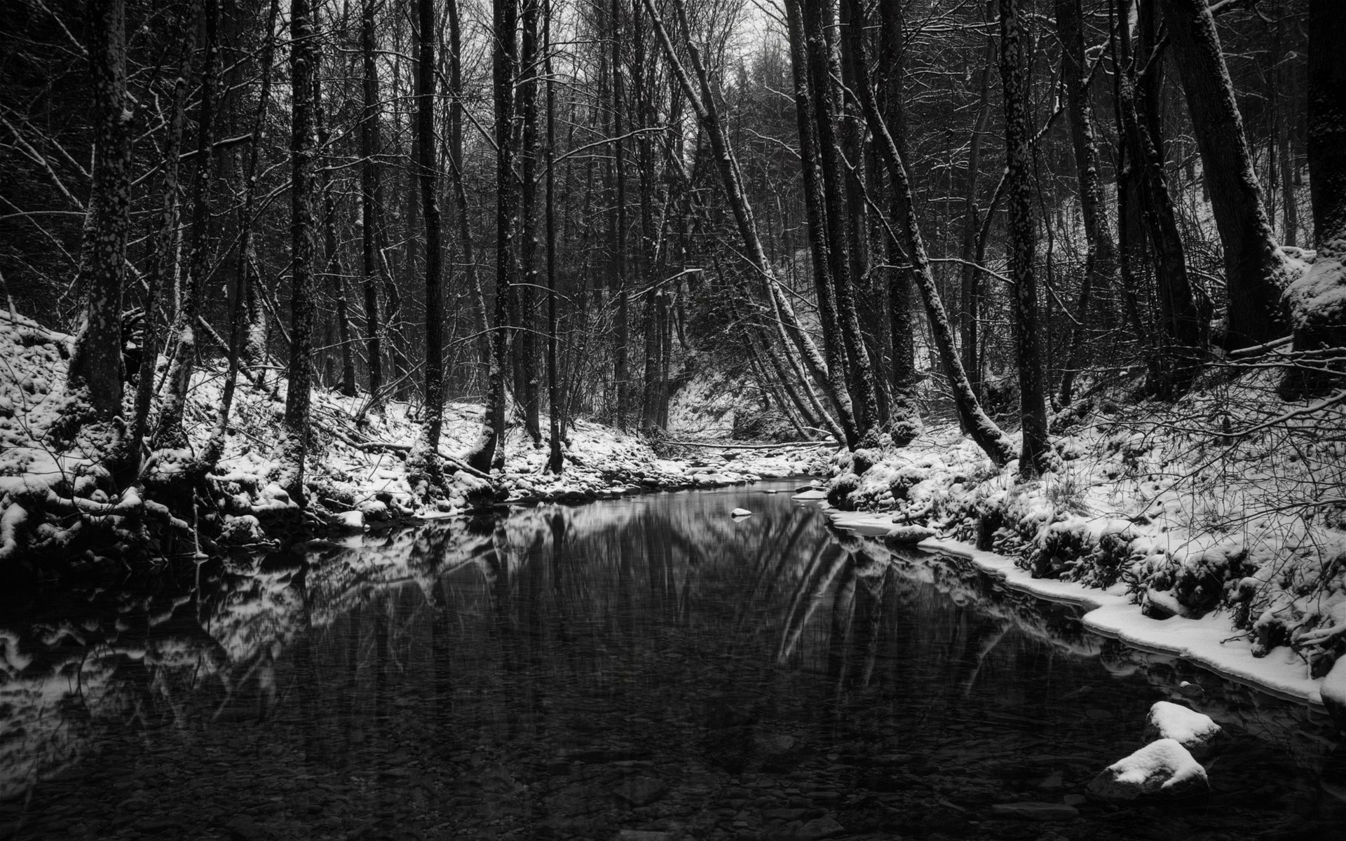 rivière dans la forêt peu profonde hiver arbres morosité forêt rivières ruisseaux rivière