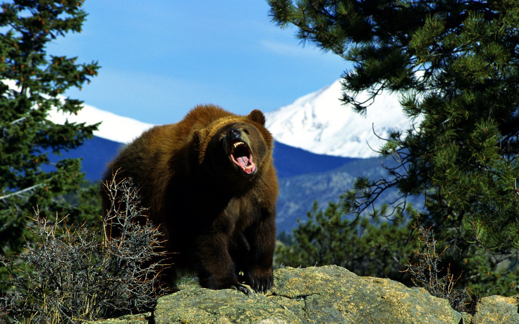 defending territory animals brown bear grizzly roar nature predators bears bruin