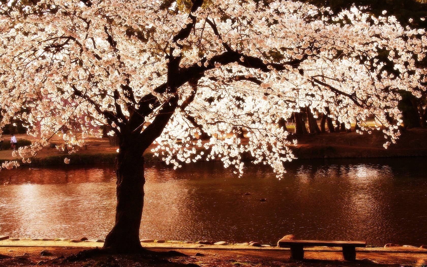 pring evening i want to go there flowers the river flowering tree shop shore romance promenade light night water tree bench