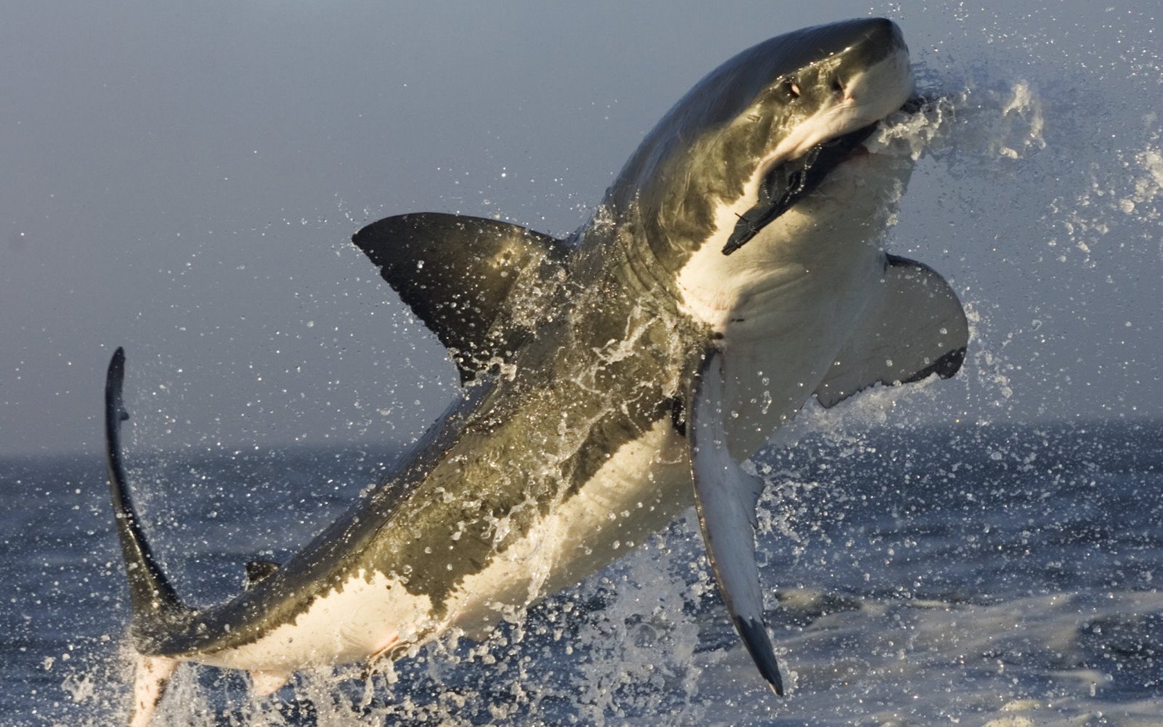 riesengröße shark weißer hai ozean im sprung opfer jagd raubtiere wasservögel unterwasserwelt