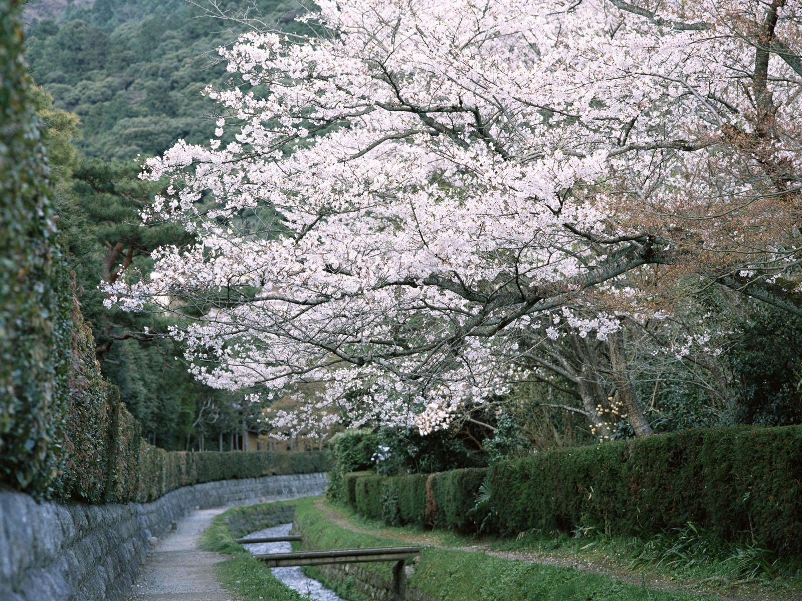 a lo largo del arroyo flores puentes árbol en flor camino bosque