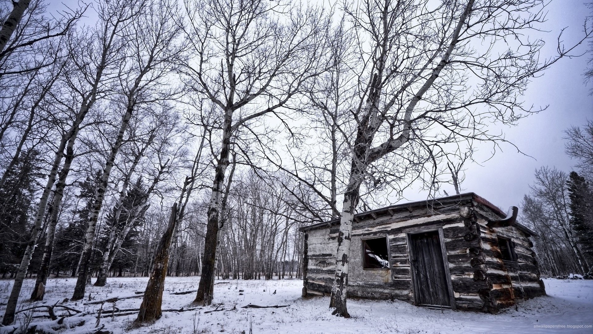 bürger winter natur haus birke wald schnee bäume menschenleerheit kälte haus