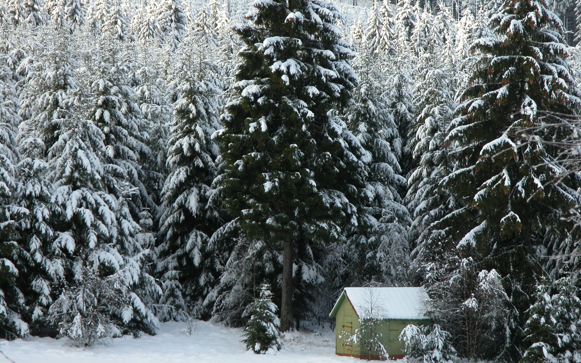 casa del guardaboschi foresta a sonagli inverno abete rosso foresta neve casetta