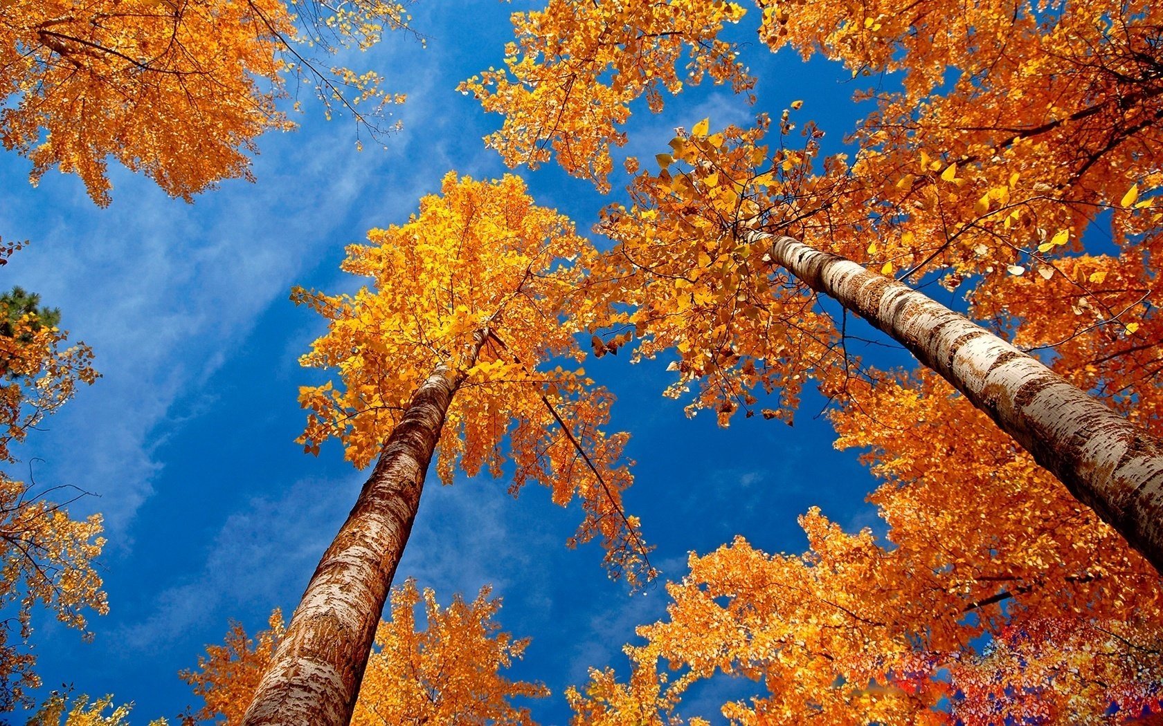 baumwipfel goldene birken birkenwald himmel wald laubfall goldene zeit sommer gelbe blätter herbstfarben klarer himmel